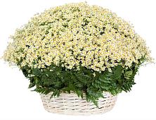 Цветочная композиция из Ромашки в корзине #REPLACE_PRED# Старый городок